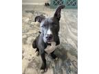 Adopt Romeo a Gray/Blue/Silver/Salt & Pepper American Pit Bull Terrier /