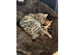 Adopt Rico Riggins a Spotted Tabby/Leopard Spotted Bengal / Mixed (short coat)