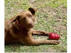 Adopt Pepsi a Brown/Chocolate Mixed Breed (Medium) / Mixed Breed (Medium) /