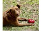 Adopt Pepsi a Brown/Chocolate Mixed Breed (Medium) / Mixed dog in Covington