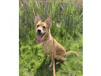 Adopt Arya a Brown/Chocolate Shepherd (Unknown Type) / Mixed dog in Windsor