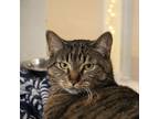 Adopt Stitch a Brown or Chocolate Domestic Shorthair / Domestic Shorthair /
