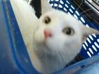 Adopt 55897240 a White Domestic Mediumhair / Domestic Shorthair / Mixed cat in