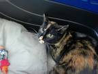 Adopt Lucy a All Black Domestic Shorthair / Domestic Shorthair / Mixed cat in