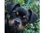 Adopt Triple Threat Trudy in foster & house trained! a Black - with Brown, Red