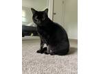 Adopt Sushi a All Black Domestic Shorthair / Mixed (short coat) cat in Bowie