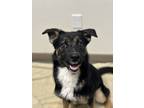 Adopt Miller a Black - with White Australian Shepherd / Mixed dog in Chico