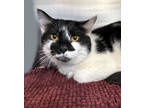 Adopt Benjamin a White Domestic Mediumhair / Domestic Shorthair / Mixed cat in