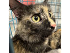 Adopt Nancy a All Black Domestic Shorthair / Domestic Shorthair / Mixed cat in