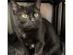 Adopt Judd a All Black Domestic Shorthair / Domestic Shorthair / Mixed cat in