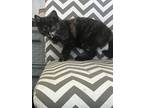 Adopt Eclipse a Black (Mostly) Domestic Shorthair / Mixed (short coat) cat in