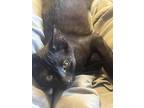 Adopt Twilight a All Black Domestic Shorthair / Mixed (short coat) cat in