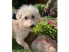 Adopt PEACH (BLIND) a Tan/Yellow/Fawn Poodle (Miniature) / Mixed dog in PLANO