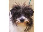 Adopt squiggle a White - with Black Terrier (Unknown Type
