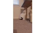 Adopt Jack a White (Mostly) American Shorthair / Mixed (medium coat) cat in San