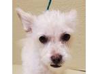 Adopt sadie a White - with Brown or Chocolate Mixed Breed (Small) / Mixed dog in