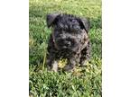 Adopt Bran a Miniature Schnauzer / Mixed dog in Rancho Cucamonga, CA (41438179)