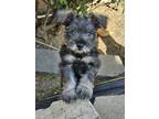 Adopt Cinnamon a Miniature Schnauzer / Mixed dog in Rancho Cucamonga