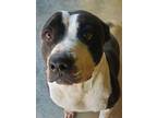 Adopt raider a Black - with White Mixed Breed (Medium) / Mixed dog in las vegas