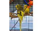 Adopt Miel a Yellow Parakeet - Other bird in Medfield, MA (41439084)