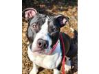 Adopt Tibidee a Black Mixed Breed (Large) / Mixed dog in Baltimore