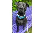Adopt Jinx a Black Mixed Breed (Medium) / Mixed dog in Baltimore, MD (41338515)