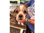 Adopt Sasquatch a White Shih Tzu / Mixed dog in New Orleans, LA (41438875)