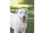 Adopt Winter (Cocoa Adoption Center) a White Australian Shepherd / Mixed dog in
