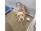 Adopt Loki a Tan/Yellow/Fawn American Pit Bull Terrier / Mixed dog in Fort