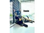 Adopt Foxxie a Domestic Shorthair cat in St Cloud, FL (41439071)