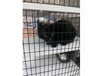 Adopt Sasha a All Black Domestic Shorthair (short coat) cat in St Cloud