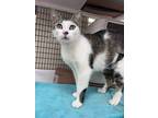 Adopt Aimee a Black & White or Tuxedo Domestic Shorthair cat in St Cloud