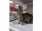 Adopt Tadpole a Brown Tabby Domestic Shorthair (short coat) cat in St Cloud