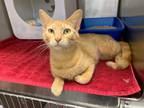Adopt Scarlett a Orange or Red Tabby Domestic Shorthair (short coat) cat in St