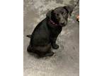 Adopt Bailey a Black Retriever (Unknown Type) / Mixed dog in Moncks Corner