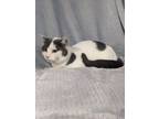 Adopt Uncle Ben a White Domestic Shorthair / Domestic Shorthair / Mixed (short