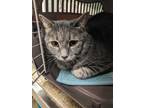 Adopt Smokey a Gray or Blue Domestic Longhair / Domestic Shorthair / Mixed cat