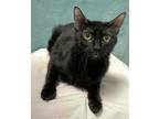 Adopt Atomic Fireball a All Black Domestic Shorthair / Domestic Shorthair /