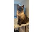 Adopt Nellie a Tan or Fawn Siamese / Mixed (medium coat) cat in Nashville