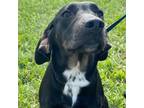 Adopt Tex a Black Labrador Retriever / Black and Tan Coonhound dog in