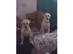 Adopt Nova and Raya a White - with Tan, Yellow or Fawn Chiweenie / Jack Russell