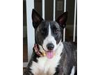 Adopt Bonnie a White Bull Terrier dog in Alvin, TX (40662132)