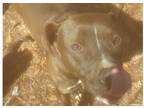 Adopt Ouija a Gray/Blue/Silver/Salt & Pepper American Pit Bull Terrier dog in