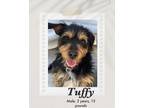 Adopt Tuffy a Black - with Brown, Red, Golden, Orange or Chestnut Jack Russell