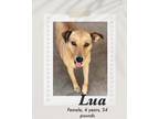 Adopt Lua a Carolina Dog dog in Lukeville, AZ (41438215)