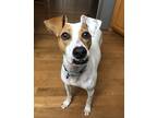 Adopt Jim (23-160 D) a White - with Tan, Yellow or Fawn Mixed Breed (Medium) dog
