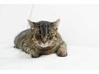 Adopt Ruby a Brown Tabby Domestic Shorthair (short coat) cat in Hudson