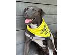 Adopt Stormi a Labrador Retriever / Mixed dog in Mobile, AL (41155183)