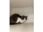 Adopt Quincy a Gray or Blue Domestic Shorthair / Mixed Breed (Medium) / Mixed