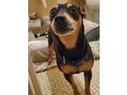 Adopt Rosie a Black Dachshund / Mixed dog in New Orleans, LA (41413473)
